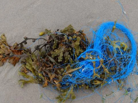 Seaweed 3 Stock Photos