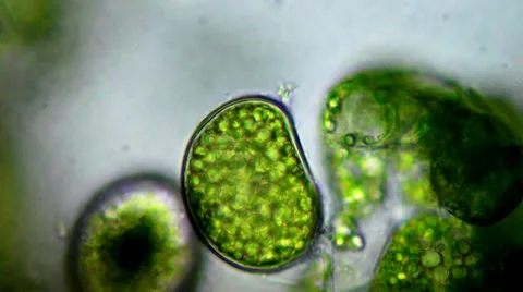 Seaweed (alga) under microscope Stock Footage