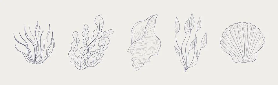 Seaweed, Algae and Sea Shells Hand Drawn Vector Set Stock Illustration