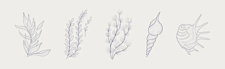 Seaweed, Algae and Sea Shells Hand Drawn Vector Set Stock-Illustration