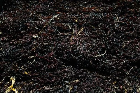 Seaweed algae brown textured pattern making nice lines and natural pattern Stock Photos
