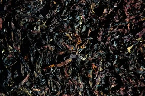 Seaweed algae brown textured pattern making nice lines and natural pattern Stock Photos