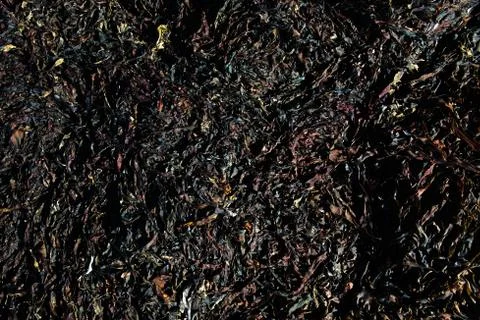 Seaweed algae brown textured pattern making nice lines and natural pattern Stock Photos