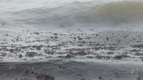 Seaweed, algae floating in sea Stock Footage 37219510