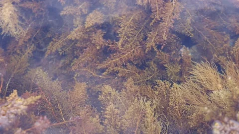 Seaweed, algae, sea vegetables under water. 4K Stock Footage 200830909