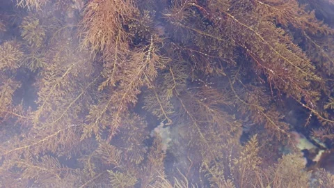 Seaweed, algae, sea vegetables under water. Motion of the water. 4K Stock Footage 201083026