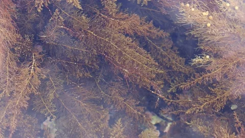 Seaweed, algae, sea vegetables under water. 4K Stock Footage 201380324
