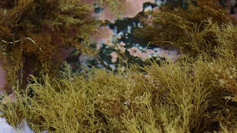 Seaweed, algae, small shells underwater. Slow motion of the camera. 4K Stock Footage 200830855