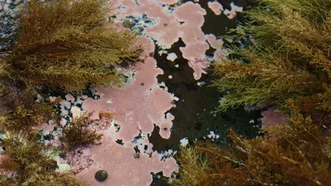 Seaweed, algae, small shells underwater. Slow motion of the camera. 4K Stock Footage 201380310