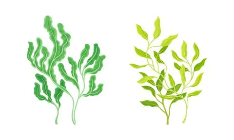 Seaweed and Algae as Aquatic and Marine Plants Growing on Ocean Bottom Vector Stock Illustration