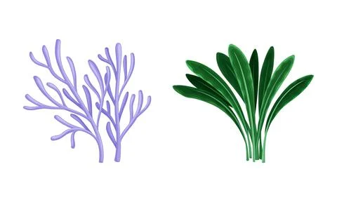 Seaweed and Algae as Aquatic and Marine Plants Growing on Ocean Bottom Vector 스톡 일러스트