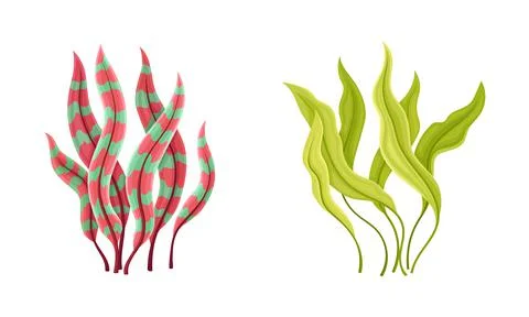 Seaweed and Algae as Aquatic and Marine Plants Growing on Ocean Bottom Vector 스톡 일러스트