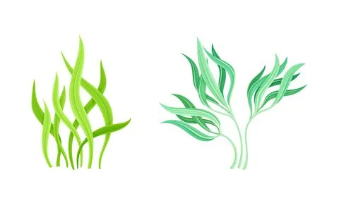 Seaweed and Algae as Aquatic and Marine Plants Growing on Ocean Bottom Vector Stock Illustration