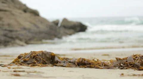 Seaweed and beach waves Stock-Footage 39220945