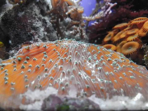 Seaweed and coral Stock Photos
