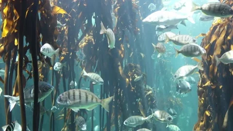 Seaweed and fish Video stock 153025402