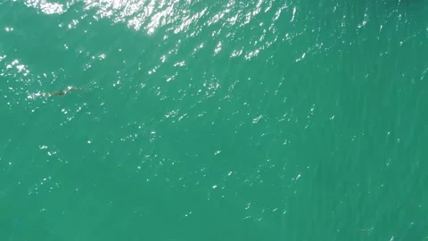 Seaweed and the Horizon Video stock 160376802