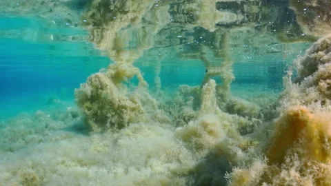 Seaweed and reflection on sea surface Stock Footage 231861487