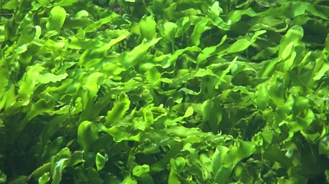 Seaweed And Sea Algae Video stock 64654293