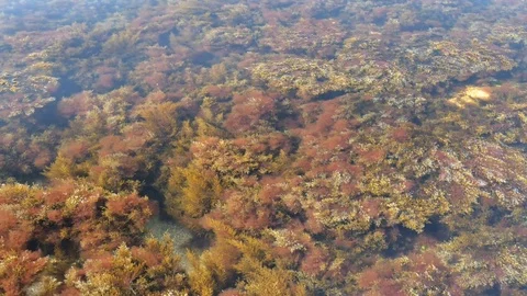 Seaweed and sea surface. 動画素材 74005536