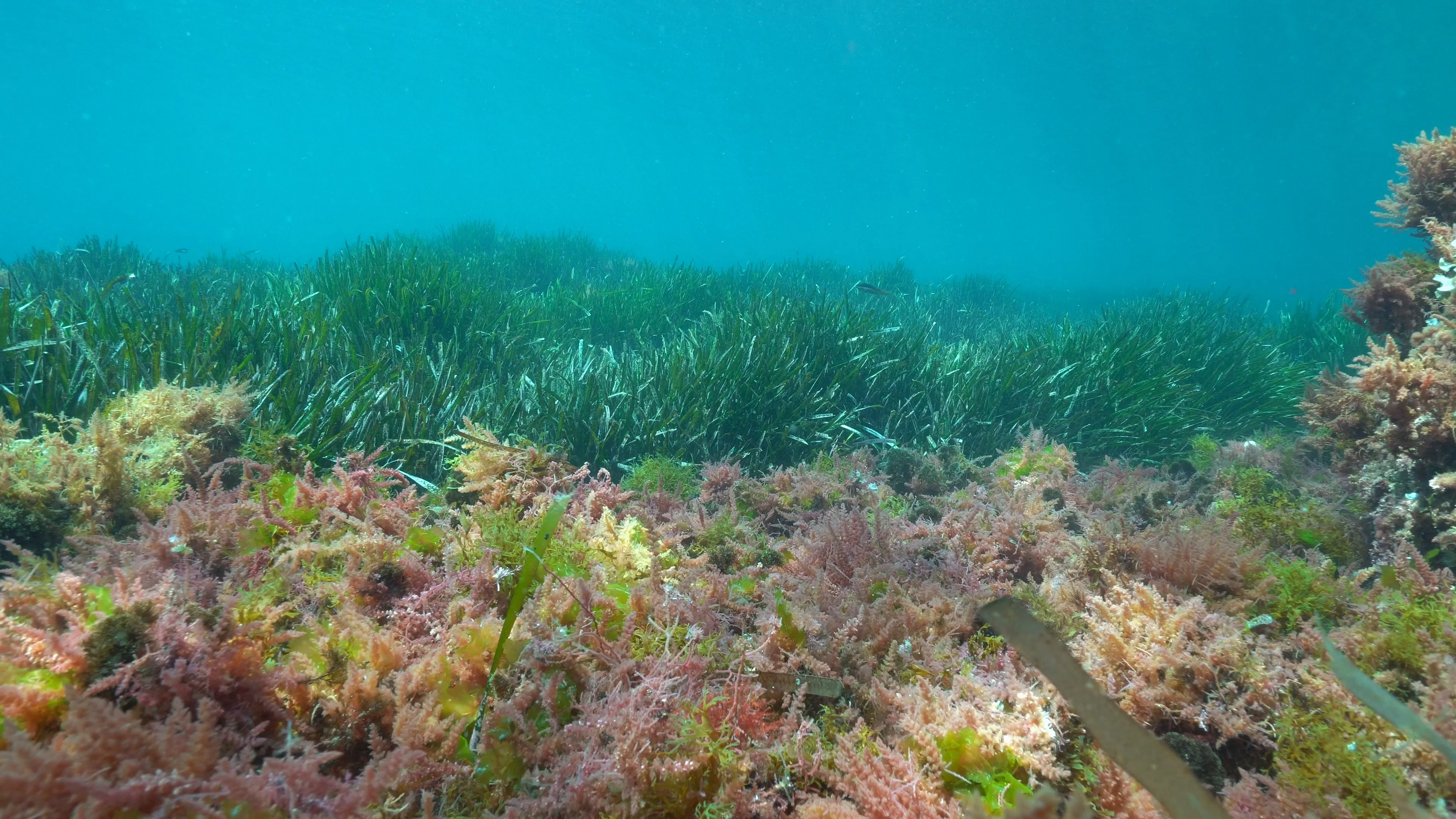 Underwater seaweeds in Mediterranean sea, Stock Video