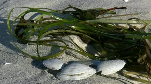 Seaweed and Shells on the Beach - Baltic Sea, Northern Germany 스톡 동영상 12572175