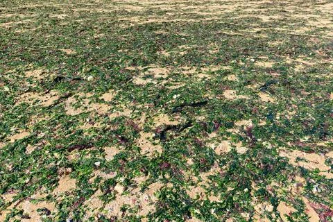Seaweed and shells scattered on sandy tidal flat 库存照片
