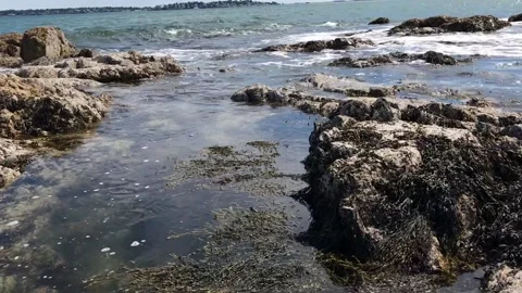 Seaweed And Waves Stock Footage 156048029