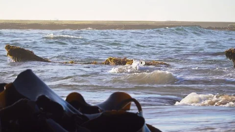 Seaweed and waves on sandy beach 動画素材 109479159