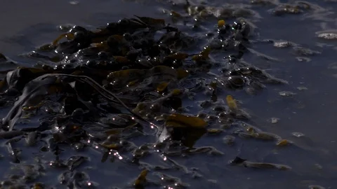 Seaweed background moving with waves 4K Stock-Footage 89343392