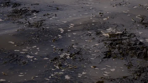 Seaweed background moving with waves 4K Stock-Footage 89343393