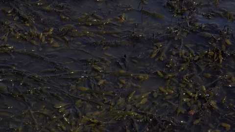 Seaweed background moving with waves 4K Video stock 89346828