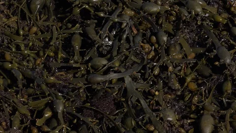 Seaweed background moving with waves 4K Video stock 89348222