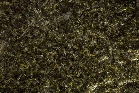 Seaweed background texture Stock Photos