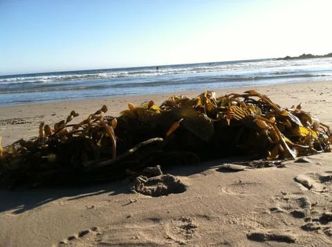 Seaweed with beach in background 스톡 사진
