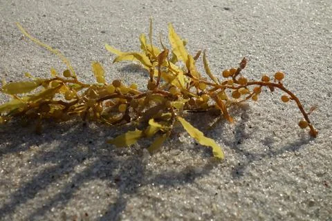 Seaweed on the beach as a close up Foto stock