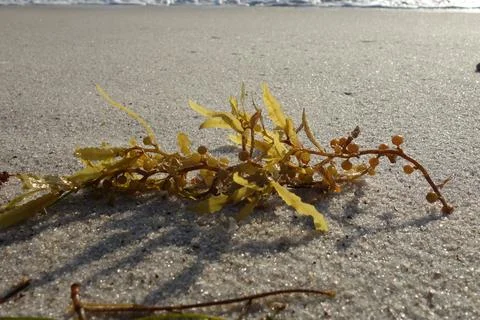 Seaweed on the beach as a close up Stock Photos