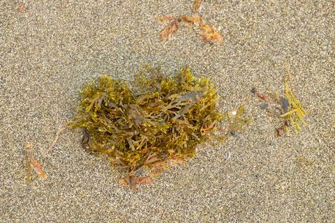 Seaweed on the beach close-up. Sea grapes on the sand. Stock Photos