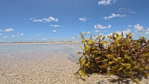 Seaweed On Beach With Ocean Waves Running Over It Stock Footage 291150024