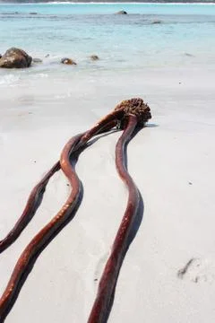Seaweed at a beach Foto stock