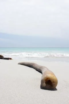 Seaweed at a beach Stock Photos