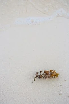 Seaweed on beach Stock Photos