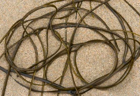 Seaweed on the beach Stock Photos