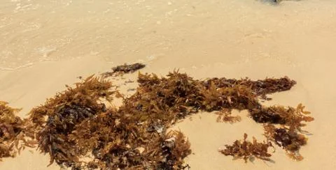 Seaweed on the beach Stock Photos