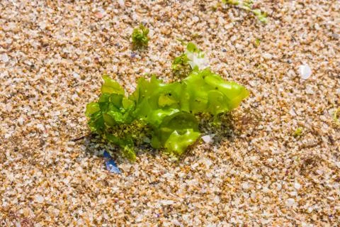 Seaweed on a beach sand, closeup algae Stock Photos