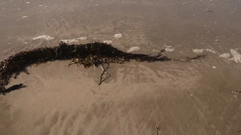 Seaweed on a beach with the tide coming in. Stock Footage 201525887