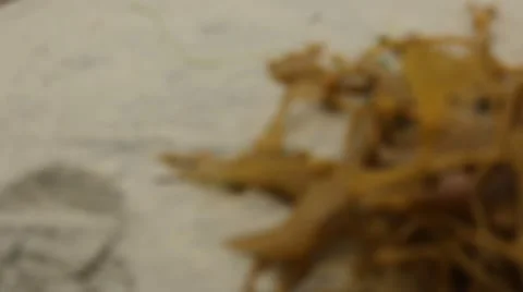 Seaweed beach wind Stock Footage