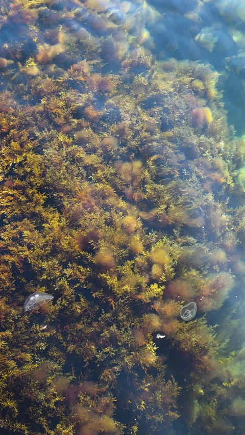 Seaweed beds thriving beneath the surface, creating an intricate underwater 库存影片 335263326