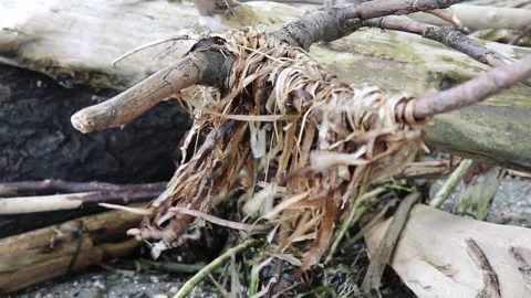 Seaweed Blowing Lightly in the Wind 스톡 동영상 134492524