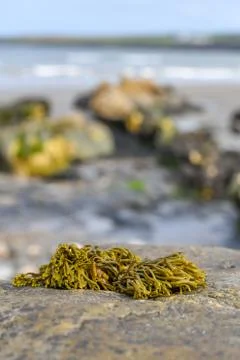 Seaweed blur Stock Photos